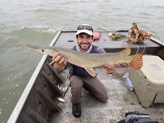 Atractosteus spatula