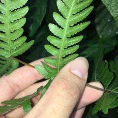Pseudophegopteris subaurita