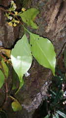 Pyrostria