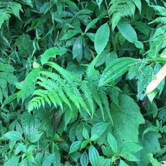 Pseudophegopteris subaurita