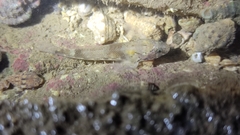 Bathygobius cotticeps