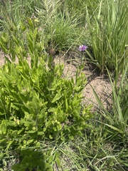 Pseudopegolettia tenella