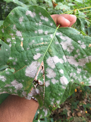 Erysiphe liriodendri