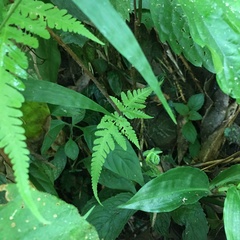 Pseudophegopteris subaurita