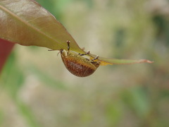Paropsisterna decolorata