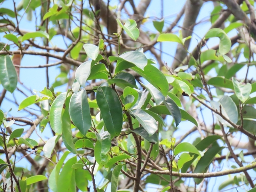 Annona muricata