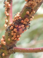 Eriococcus coriaceus