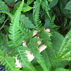 Pseudophegopteris subaurita