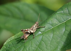 Xenocatantops brachycerus