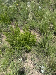 Pseudopegolettia tenella