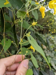 Thladiantha punctata