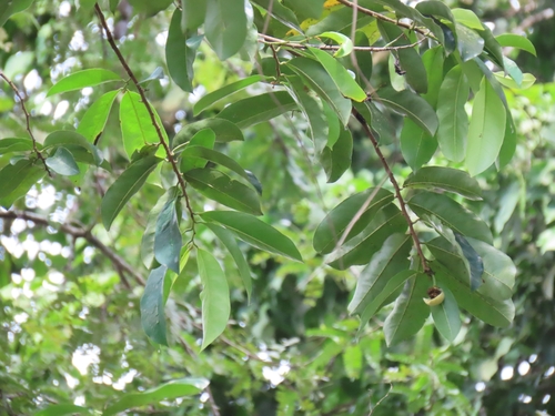 Annona muricata