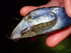 Hypsoblennius gentilis