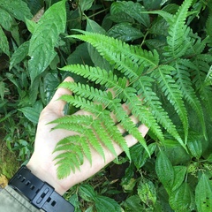 Pseudophegopteris subaurita