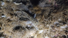 Bathygobius cotticeps