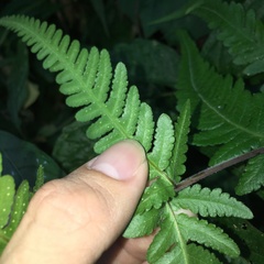Pseudophegopteris subaurita