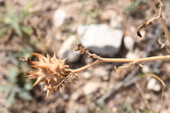 Datura quercifolia
