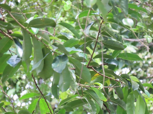 Annona muricata