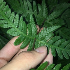 Pseudophegopteris subaurita
