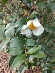 Camellia