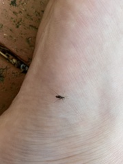 Aedes notoscriptus