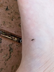 Aedes notoscriptus