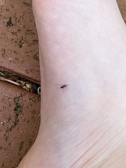 Aedes notoscriptus