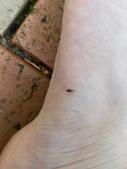 Aedes notoscriptus