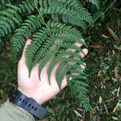 Dryopteris marginata