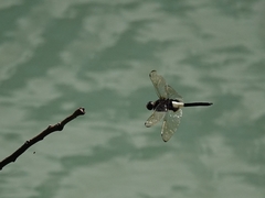 Pseudothemis zonata