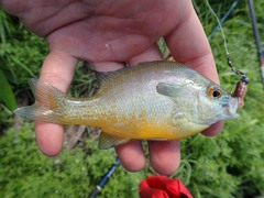 Lepomis aquilensis
