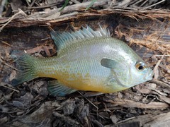 Lepomis aquilensis