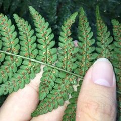 Dryopteris marginata