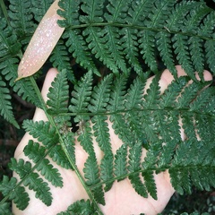 Dryopteris marginata