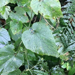 Thladiantha nudiflora