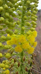 Bulbine angustifolia