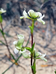 Disperis circumflexa aemula