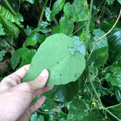 Thladiantha nudiflora