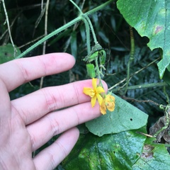 Thladiantha nudiflora