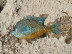 Lepomis aquilensis