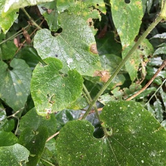 Thladiantha nudiflora