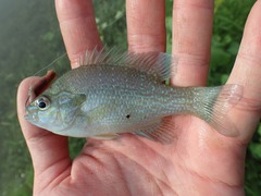 Lepomis aquilensis
