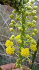 Bulbine angustifolia