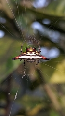 Gasteracantha geminata