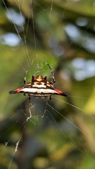 Gasteracantha geminata