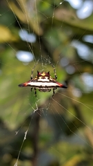 Gasteracantha geminata