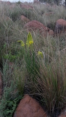Bulbine angustifolia