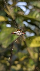 Gasteracantha geminata