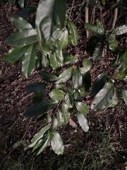 Prunus caroliniana
