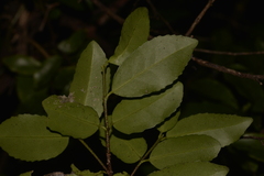 Elaeodendron curtipendulum